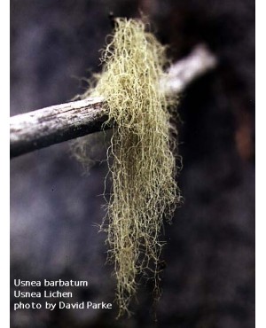 Usnea spp.